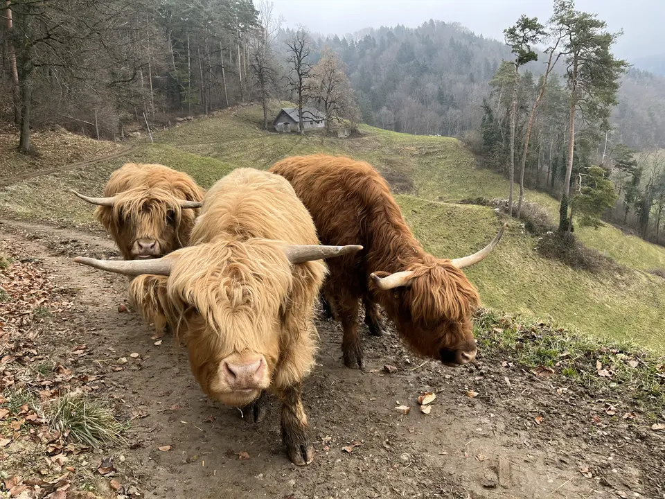 Hochlandrinder